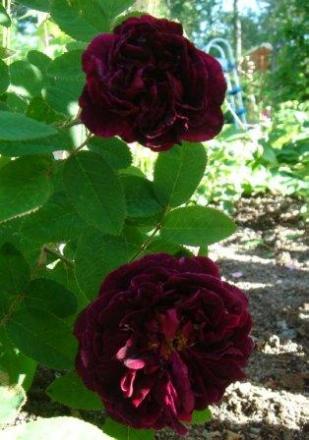 gallery_12879_1299_4185.jpg