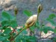 tn_gallery_12879_1299_26217.jpg