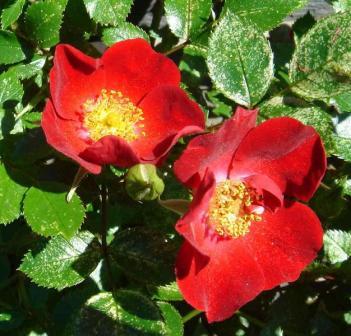 gallery_12879_1299_17099.jpg