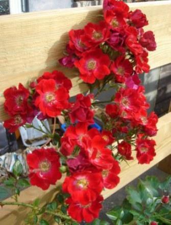 gallery_12879_1299_42012.jpg