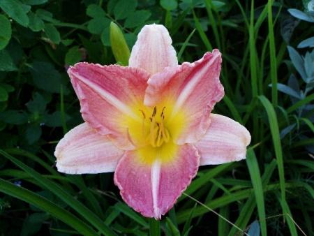 gallery_6778_1392_44544.jpg