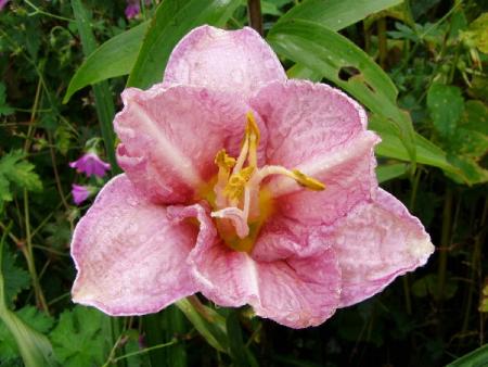 gallery_6778_1392_49362.jpg