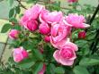 tn_gallery_276_1292_80069.jpg