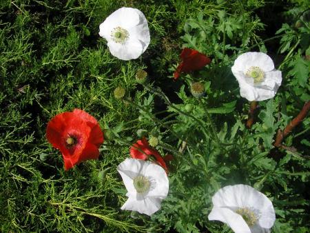gallery_5006_1492_14781.jpg