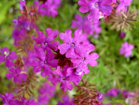 gallery_9377_1496_30469.jpg