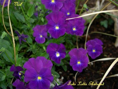 gallery_9377_1496_63614.jpg