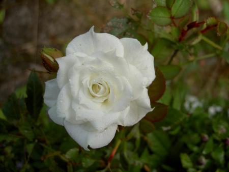 gallery_9377_1496_11293.jpg
