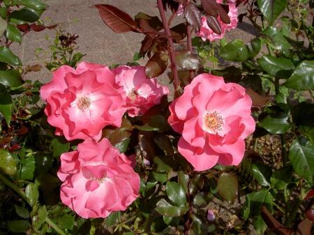 gallery_9377_1496_23165.jpg