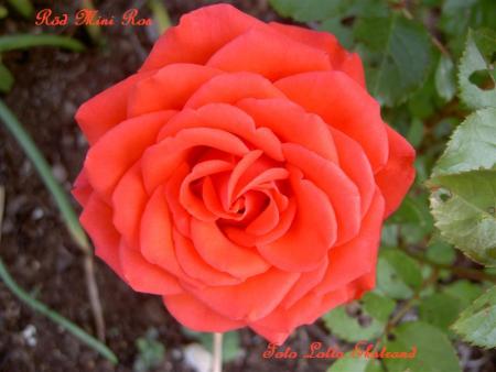 gallery_9377_1496_24764.jpg