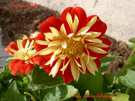 gallery_9377_1496_34631.jpg
