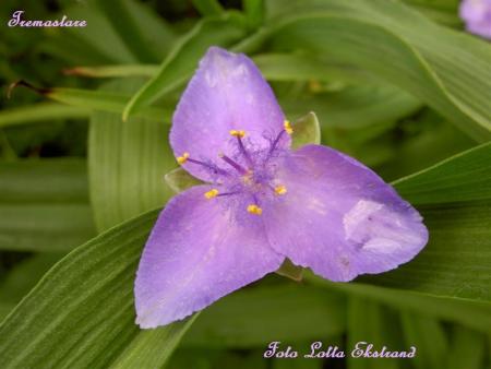 gallery_9377_1496_48510.jpg
