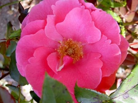 gallery_9377_1496_50540.jpg