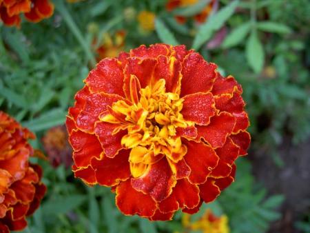 gallery_9377_1496_55480.jpg