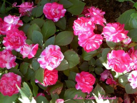 gallery_9377_1496_64541.jpg