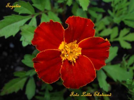 gallery_9377_1496_7275.jpg