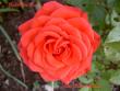 tn_gallery_9377_1496_24764.jpg
