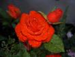 tn_gallery_9377_1496_32497.jpg