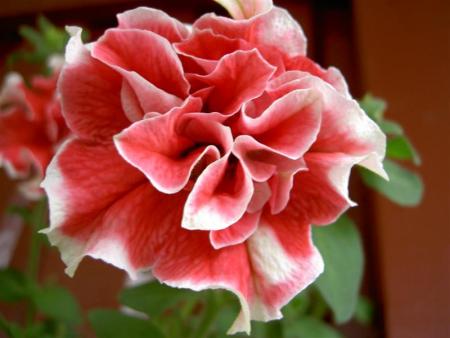 gallery_9377_1496_13514.jpg