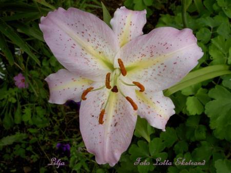 gallery_9377_1496_17475.jpg