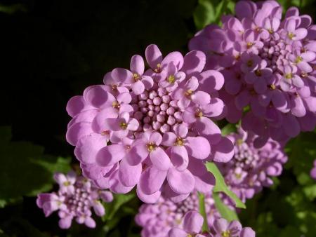 gallery_9377_1496_29188.jpg