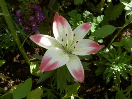 gallery_9377_1496_29679.jpg