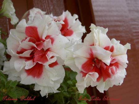 gallery_9377_1496_31411.jpg