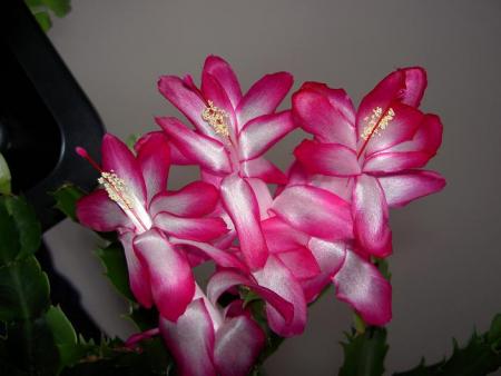 gallery_9377_1496_43697.jpg