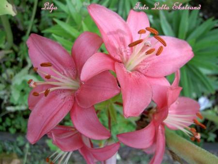 gallery_9377_1496_47920.jpg