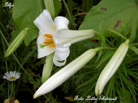 gallery_9377_1496_49430.jpg