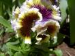 tn_gallery_9377_1496_24500.jpg