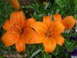 tn_gallery_9377_1496_43450.jpg
