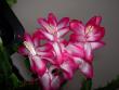 tn_gallery_9377_1496_43697.jpg