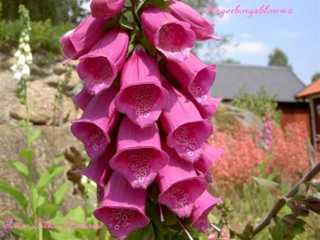 gallery_9377_1496_20277.jpg