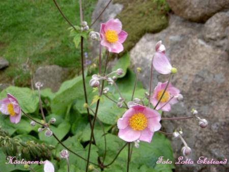 gallery_9377_1496_32582.jpg