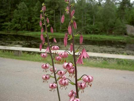 gallery_9377_1496_32950.jpg