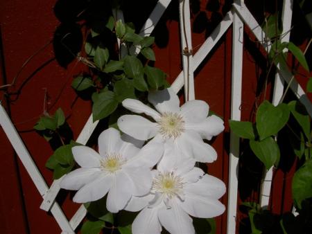 gallery_9377_1496_38521.jpg