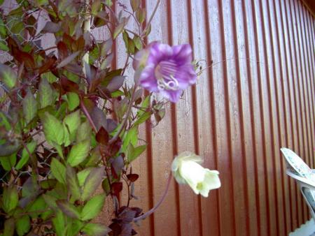 gallery_9377_1496_59292.jpg