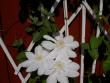 tn_gallery_9377_1496_38521.jpg