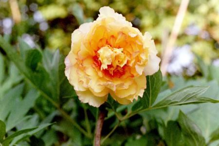 gallery_2460_1500_14194.jpg