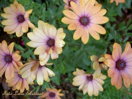 gallery_9377_1496_23976.jpg