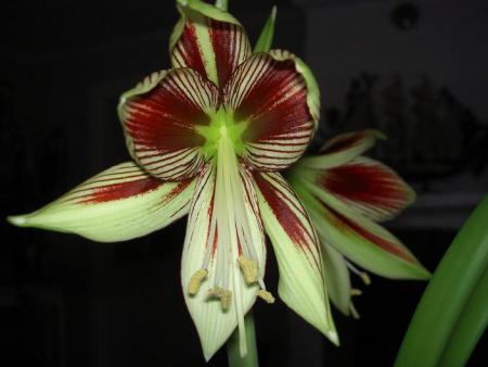gallery_9377_1496_45288.jpg