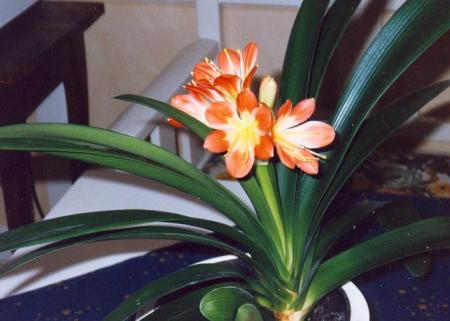 gallery_9377_1496_50957.jpg