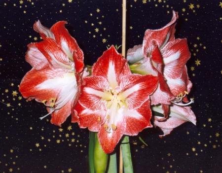 gallery_9377_1496_57065.jpg