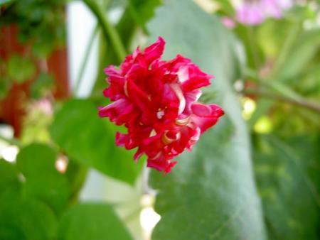 gallery_9377_1496_7939.jpg
