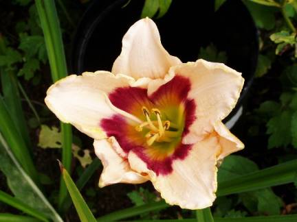 gallery_6778_1392_16940.jpg