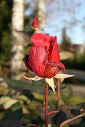 gallery_12739_1185_40288.jpg