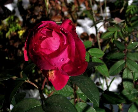 gallery_387_1505_13910.jpg
