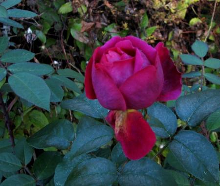 gallery_387_1505_39427.jpg
