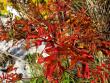 tn_gallery_387_1193_177959.jpg