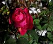 tn_gallery_387_1505_13910.jpg